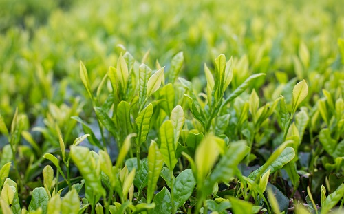 長興雨潤荼葉生產地